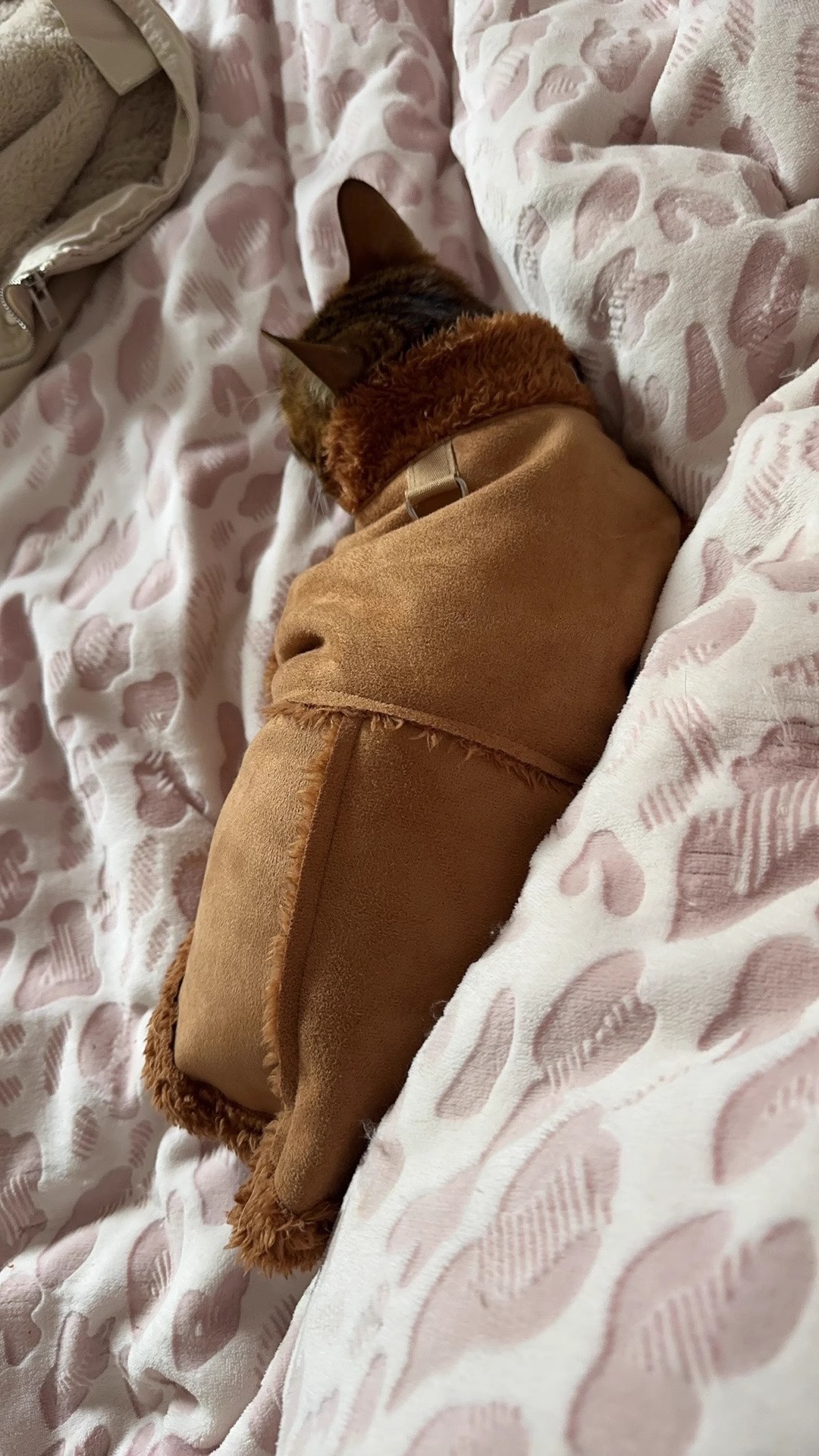 Autumn/Winter Dog small dog warm everything suede towed vest cat jacket Teddy pet dog clothes