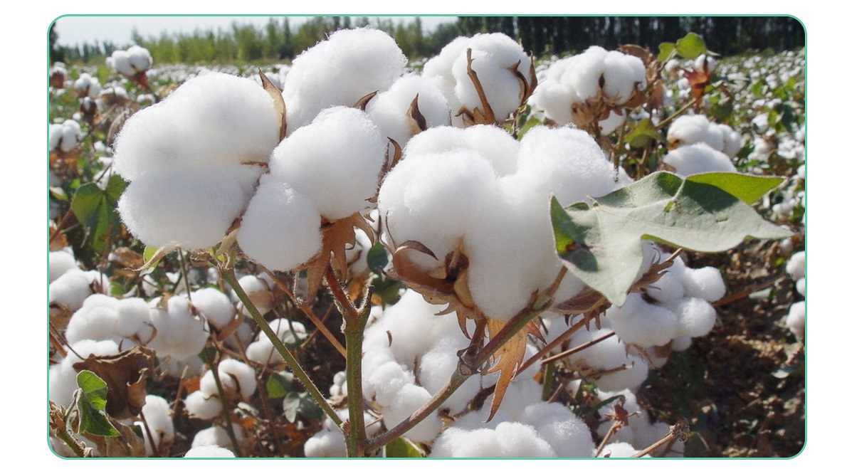 Cotton rope six knots medium and large dog pet cotton rope dog toy bite resistant large dog teething toy,Interactive Dog Pet Rope Chew Toy Set, Rope Knot Toy Combination - Includes Fun Training And Teeth Cleaning Benefits,1pc Rope Bite Toy For Dogs